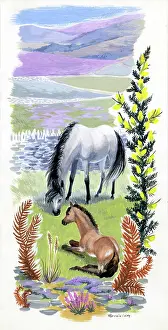 Bracken: White and bay ponies on hillside