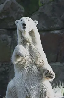 3000: White bear in Kaliningrad zoo, 1995