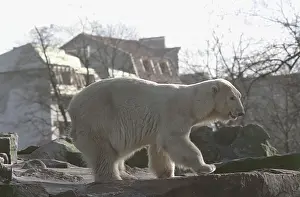 Enclosure: White bear in Kaliningrad zoo, 1995
