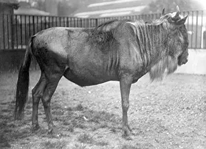 Wildebeest: WHITE BEARDED GNU