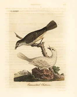 Albus: White bellbird, Procnias albus