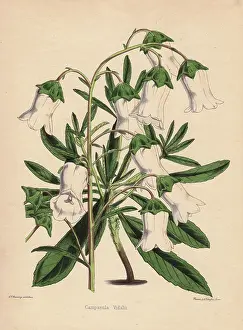 Florists: White bellflower, Campanula vidalii