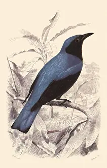 Coerulescens: White Bellied Drongo