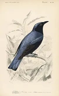 Travies: White-bellied drongo, Dicrurus caerulescens