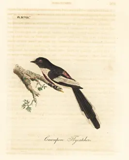 Cawnpore: White-bellied minivet, Pericrocotus erythropygius