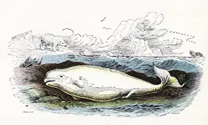 Whales: White Beluga in Water