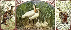 Bills: White Birds and Chicks