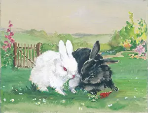 Orton: A white and a black rabbit in a garden