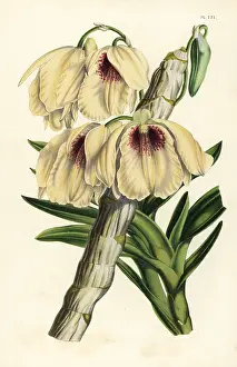 Dendrobium: White and blood-red dendrobium orchid, Dendrobium