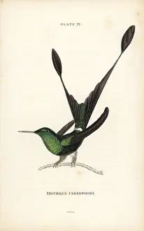 Trochilus: White-booted racket tail, Ocreatus underwoodii