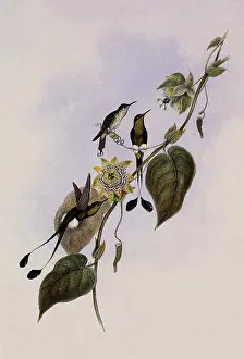 Underwood: White-Booted Racket-Tail, Spathura Underwood