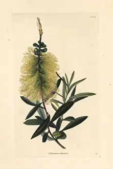 Bottlebrush: White bottlebrush, Callistemon salignus