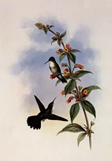 Candidus: White-Breasted Emerald, Thaumatias Candidus