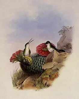 Cacti: White-Breasted Leucippus, Leucippus Chionogaster
