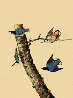 Nuthatch: White-Breasted Nuthatch, Sitta carolinensis