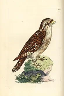 Ninox: White-browed hawk-owl, Ninox superciliaris