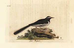 Motacilla: White-browed wagtail, Motacilla maderaspatensis