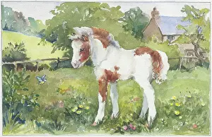 Orton: White and brown foal looking at a blue tit