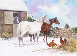 Mares: White and brown mares in snow