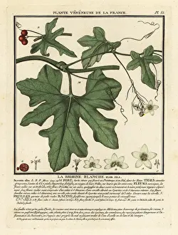 Plante Veneneuse De La France: White bryony, Bryonia alba