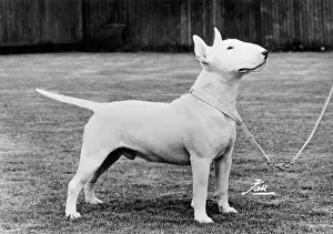 Leash: WHITE BULL TERRIER/1973