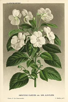 Lillustration: White busy lizzie, Impatiens flaccida