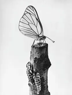Aporia: WHITE BUTTERFLY
