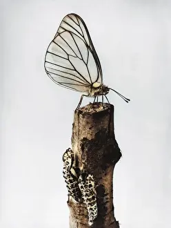 Aporia: WHITE BUTTERFLY