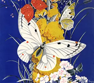 White Butterfly