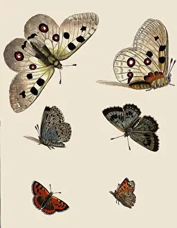 Hemisphere: White Butterfly with Red Eyespots & Others