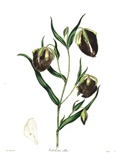 Maund: White calochortus, Calochortus albus