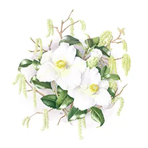 Camellia: White Camellia and Hazel Catkins
