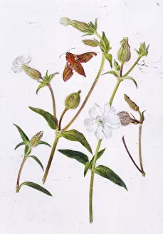 Campion: White Campion and Moth