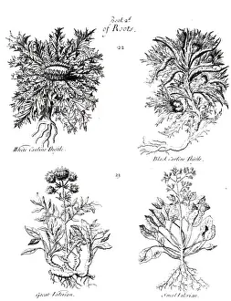 Similar: White Caraline Thistle: Root used medicinally
