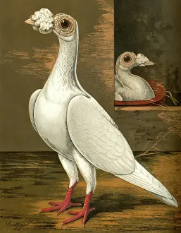 Pigeons: White Carrier Cock Pigeon
