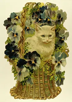 Pansies: White cat in basket of flowers