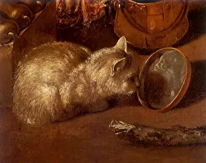 Felines: White Cat licking a Bowl