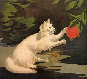 Oranges: White Cat plays with Orange