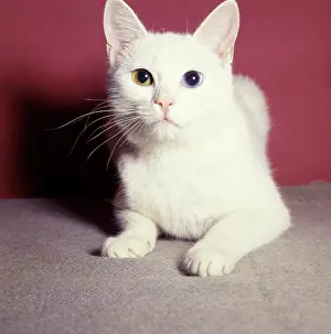 Maroon: White cat with red background