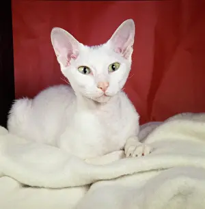 Maroon: White cat with red background
