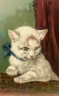 Drapery: White Cat Against a Red Drape