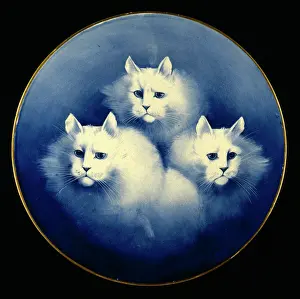 Ugly: Three white cats