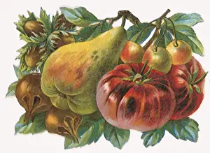 Tomatoes: White Cherry Still Life