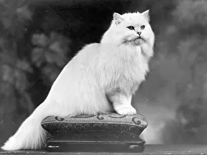 Cushion: WHITE CHINCHILLA CAT