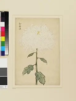 Koson: White chrysanthemum