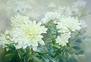 Chrysanthemums: White Chrysanthemums