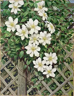Clematis: White Clematis on Trellis