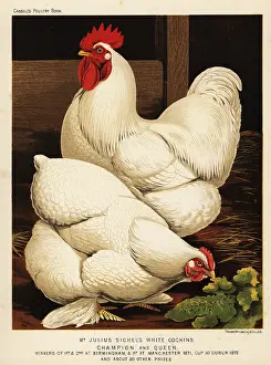 Cockfighting: White cochin cock and hen