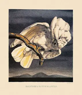 Cockatoo: White Cockatoo, Cacatua alba