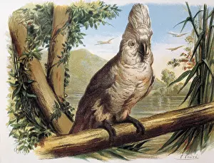Chordate: White Cockatoo. Engraving after a drawing by